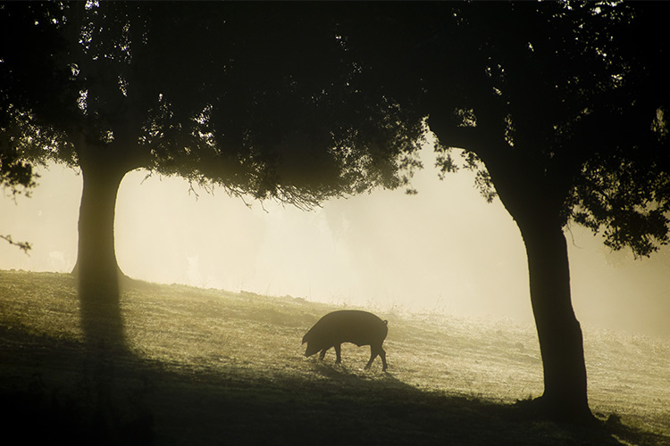 tiempo sierra de gata otoño