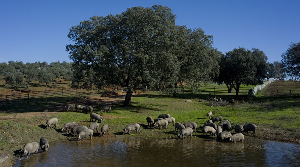 Diario de otoño en Hábitat Cigüeña Negra: noticias y novedades