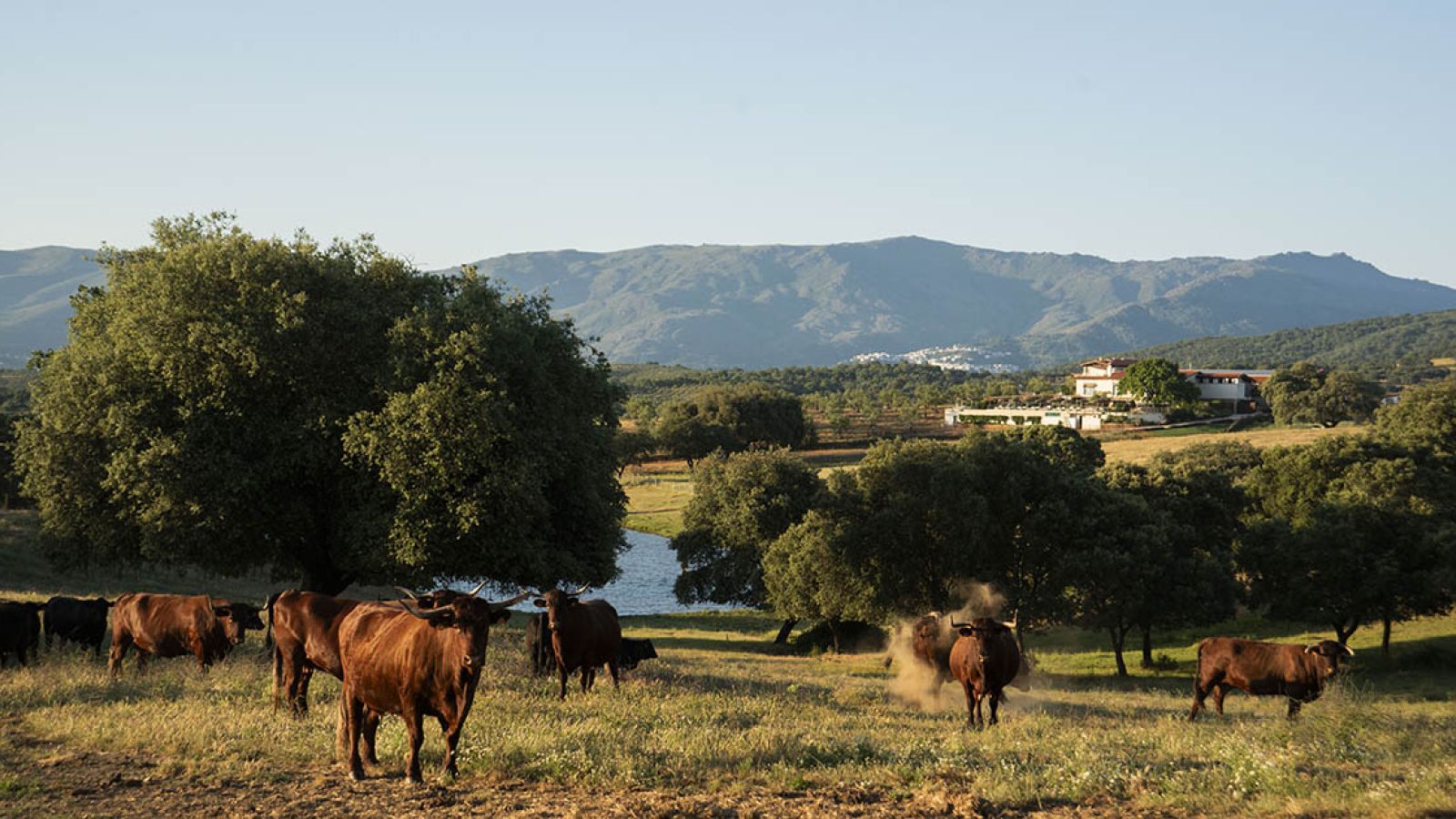 Escapada de verano: 48 horas en la dehesa