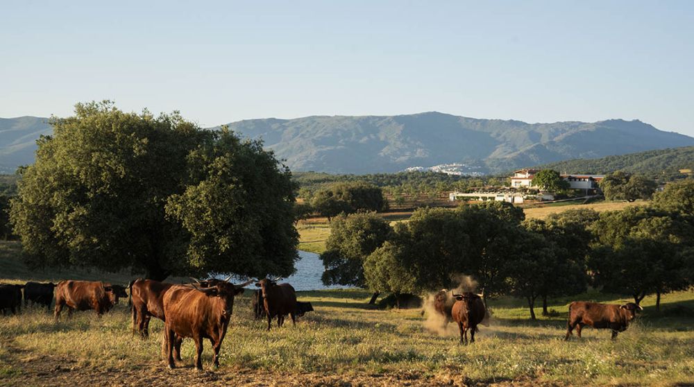 Escapada de verano: 48 horas en la dehesa