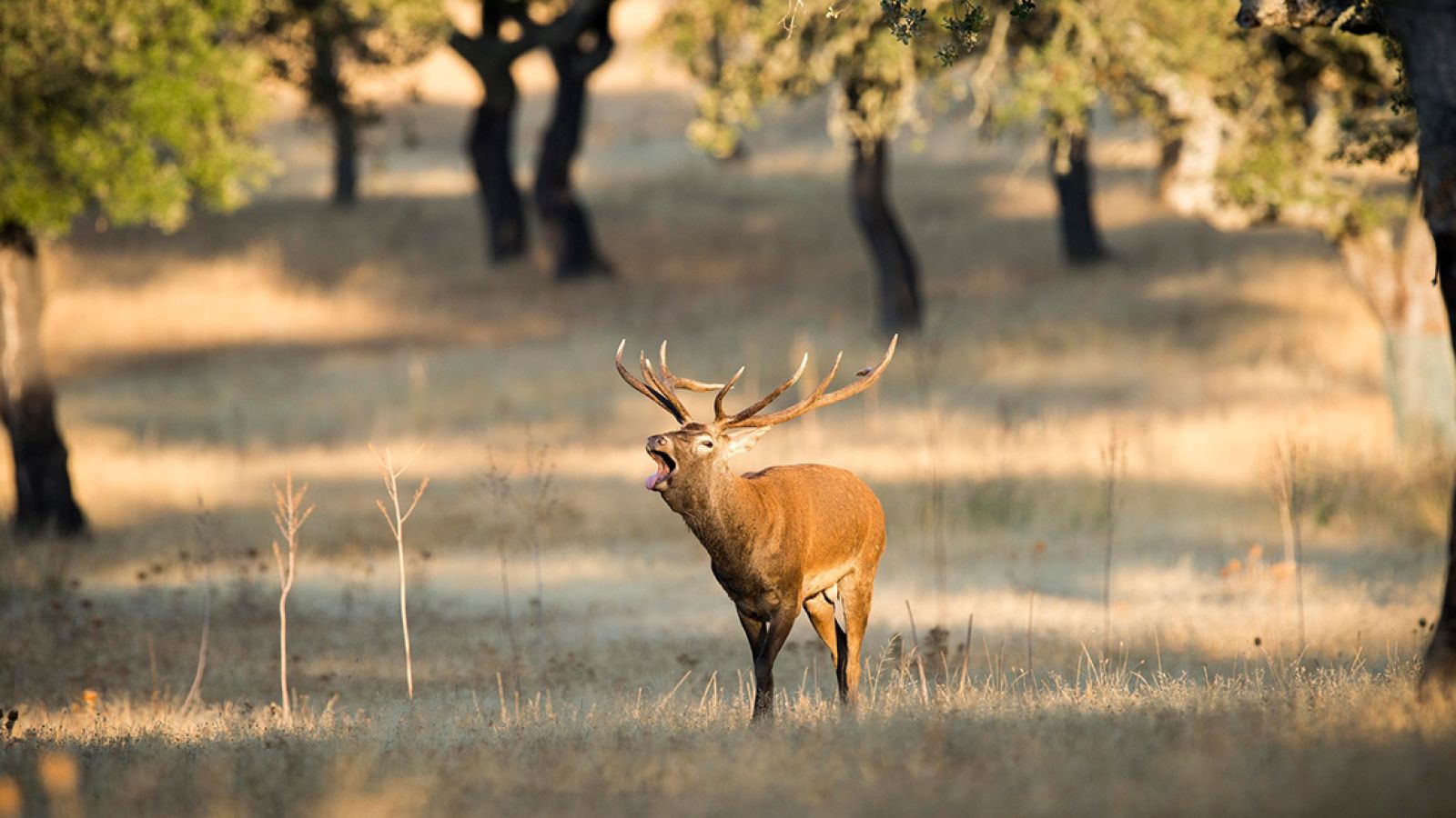 Llega la berrea al Parque Nacional de Monfragüe